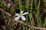 Shortleaf rose gentian